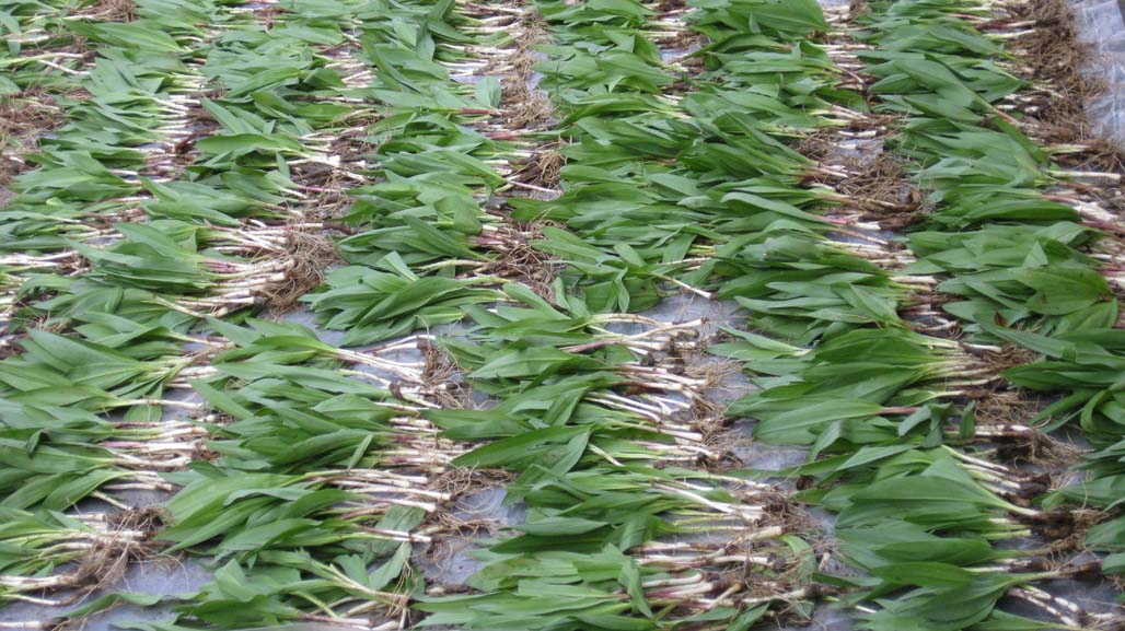 Harvested Ramps